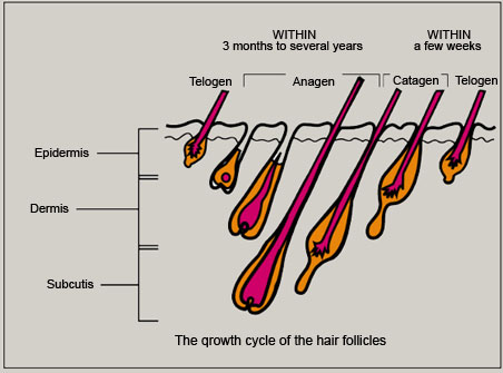 [The qrowth cycle of the hair follicles]