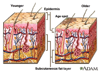 [Subcutaneous fat layer]